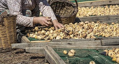 Nazilli'de incir üreticileri bilinçleniyor
