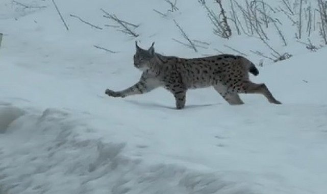Nesli tükenme tehlikesi altında bulunan iri cüsseli vaşak Bayburt kırsalında görüldü