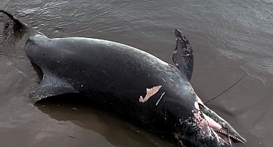 Ölü yunus sahile vurdu