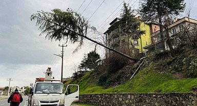 Ordu'da çam ağacı yüksek gerilim hattına devrildi