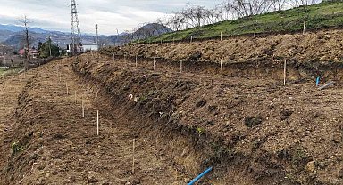 Ordu'da fındıkta verimi arttırmak için yeni teknikler
