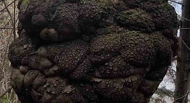 Ormanın kalbindeki ağaç yumrusu görenleri hayrete düşürdü