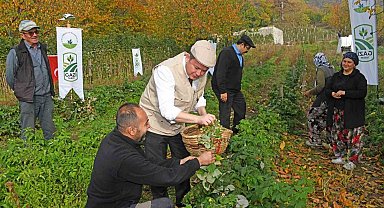 Osmangazi Belediyesinden dağ köylerinde ahududu seferberliği; hedef 100 dönüm