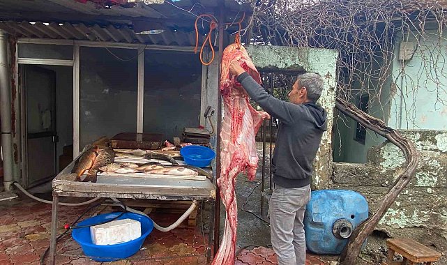 Osmaniye'de 2 metrelik dev yayın balığı vatandaşın ilgi odağı oldu