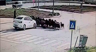 Otomobilin koyun sürüsünün arasına daldığı anlar kamerada