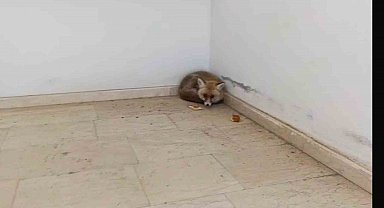 Palu'da okulun içine giren tilki kamerada