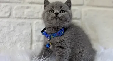 Petyasam.com İle Güvenli ve Bilinçli Kedi Sahiplendirme Deneyimi