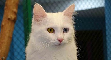 Prof. Dr. Kaya: "Kediler hayatımızın ayrılmaz bir parçasıdır"