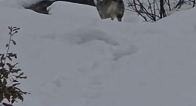 Pülümür Vadisi'nde yiyecek arayan kurt kamerada