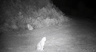 "Ormanın hayaleti" vaşak kamerada