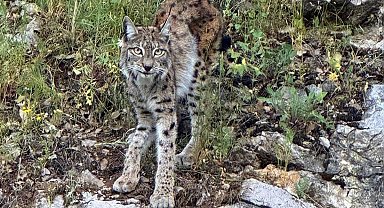 "Ormanın hayaleti" vaşak Kemaliye'de görüntülendi