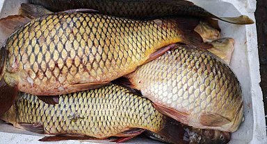 Ramazan ayında sazan balığına ilgi