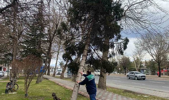 Rüzgardan devrilen ağaçlar temizleniyor