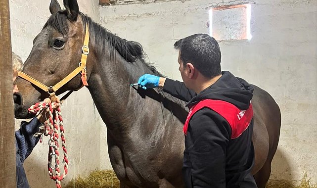 Safkan atlar aşılanıyor