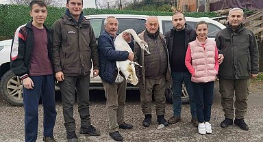 Sahil kenarında bulunan kuğu koruma altına alındı