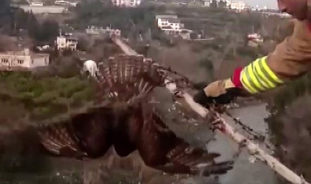 Şahini ölümden kurtarıp, özgürlüğe bıraktılar