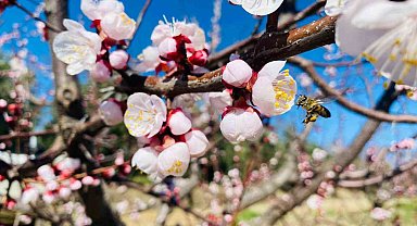 Salihli'de sert çekirdekli meyveler için 'Monilya' uyarısı