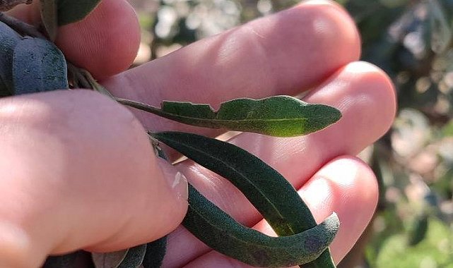 Salihli'de zeytin üreticilerine halkalı leke uyarısı