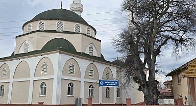 Samsun'da asırlık çitlembik ağacı için 'koruma' çağrısı