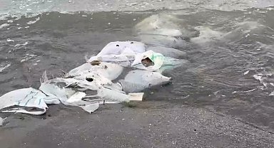 Samsun'da denizde çuvallar içinde inşaat malzemesi bulundu