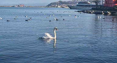 Samsun'da yabani kuşlardan görsel şölen