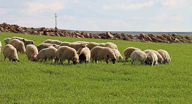 Şanlıurfa'da beyaz örtü yerini yeşil örtüye bıraktı, çiftçi ve besicinin yüzü güldü