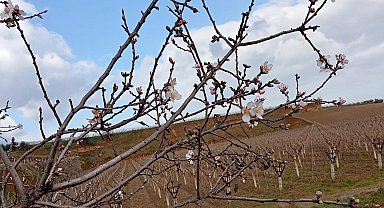 Sarıgöl'de badem ağaçları çiçek açtı