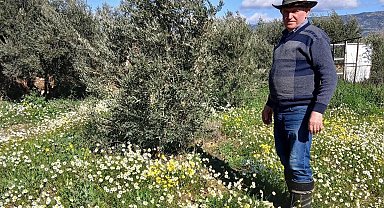 Sarıgöl'de şubat ayında yalancı bahar yaşanıyor