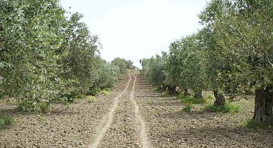 Saruhanlı'da halkalı leke alarmı