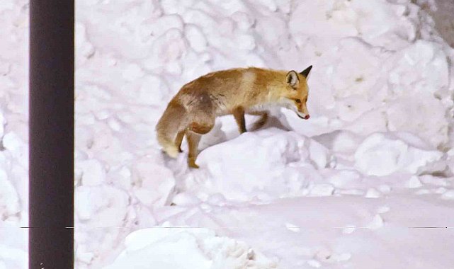 Şehre inen tilkilerin sevimli halleri kameralara yansıdı