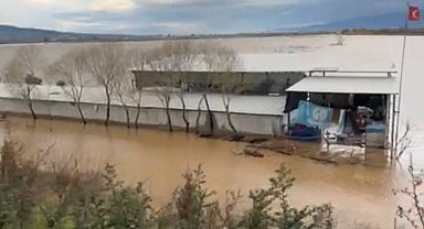 Sel sularının ortasındaki depoda mahsur kalan köpekler yürek burktu