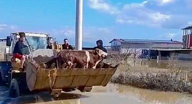 Selde mahsur kalan inekler boğulmaktan kurtarıldı