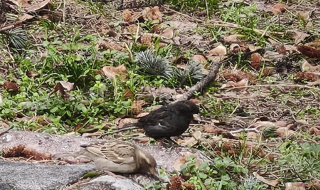 Serçe sürüsünün arasında gördüler, ismini 'Kömür' koydular