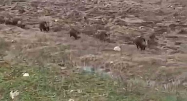 Siirt'te domuz sürüsü görüntülendi