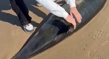 Şile'de ölü yunus kıyıya vurdu