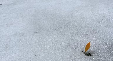 Simav Gölcük Yaylası'nda karda açan çiğdemler ilgi görüyor