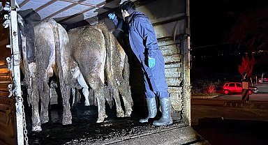 Simav'da hayvan hareketlerine yönelik yol kontrolü