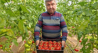 Simav'da yetişen 'coğrafi işaretli' Eynal domatesi pazarlarda ilgi görüyor