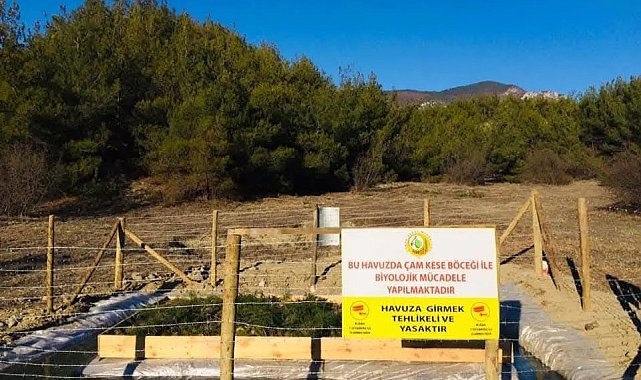 Sinop'ta çam kese böceği ile mücadele