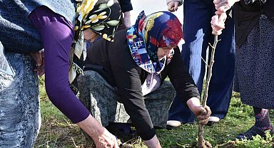 Sinop'ta kuşaklar arası gönül köprüsü fidanlarla kuruldu