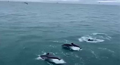 Sinop'ta yunusların balıkçı teknesiyle dansı kamerada