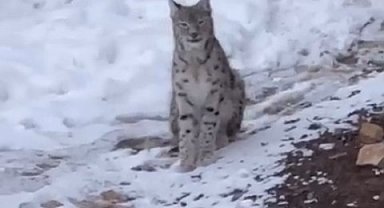 Şiran'da yerleşim alanında vaşak görüntülendi