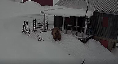Sis Dağı'nın davetsiz misafiri: Koca ayı evleri mesken tuttu