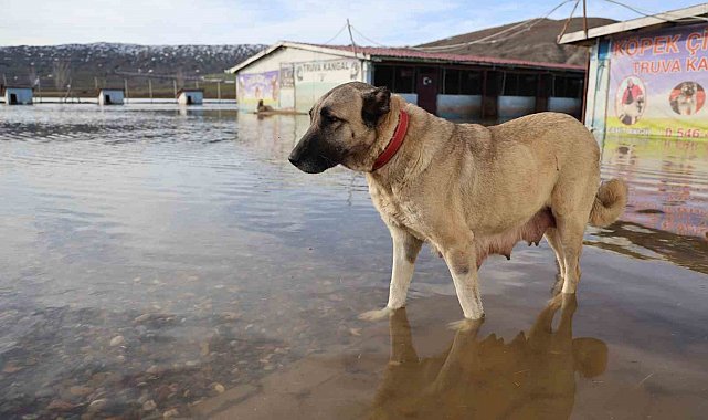 Sivas'ın dünyaca ünlü marka değeri Anadolu Aslanları su altında kaldı