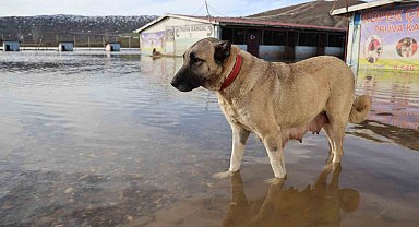 Sivas'ın dünyaca ünlü marka değeri Anadolu Aslanları su altında kaldı