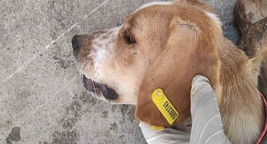 Sokak hayvanlarının kısırlaştırılmasına 7,7 milyon TL ödenek