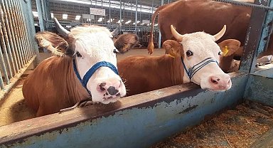 Söke'de şap hastalığı söndü, kısıtlama kaldırıldı