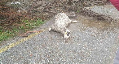 Söke'de sel sularına kapılan 46 küçükbaş hayvan telef oldu