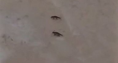 Son yılların en soğuk kışını yaşayan Sivas'ta yabani hayvanlar sık sık yerleşim bölgelerine iniyor