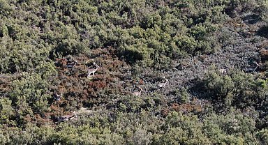 Sosyal medyada paylaşıldı, Tuzla'daki geyikler ilgi odağı oldu